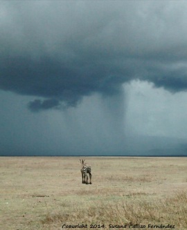 Cebra en el Cráter del Ngorongoro