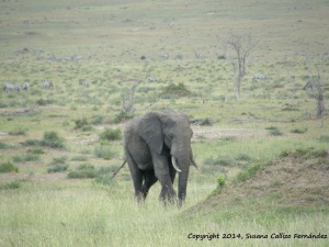 Elefante en Serengeti